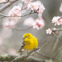 Звук природы: пение птиц в зимнем лесу