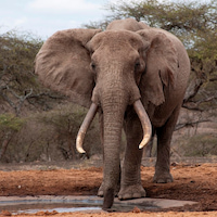 Звук слон в дикой природе
