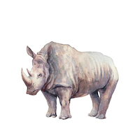 Звук рычания носорога