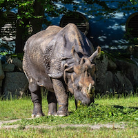 Звук носорога в дикой природе (жует травку)