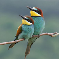 Звук птицы в дикой природе
