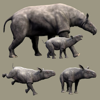 Звук короткий носорога